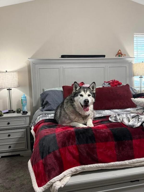 Picture of the Animal Listed